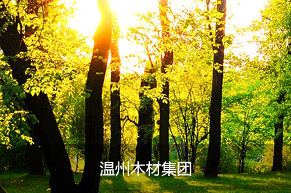 温州木材集团